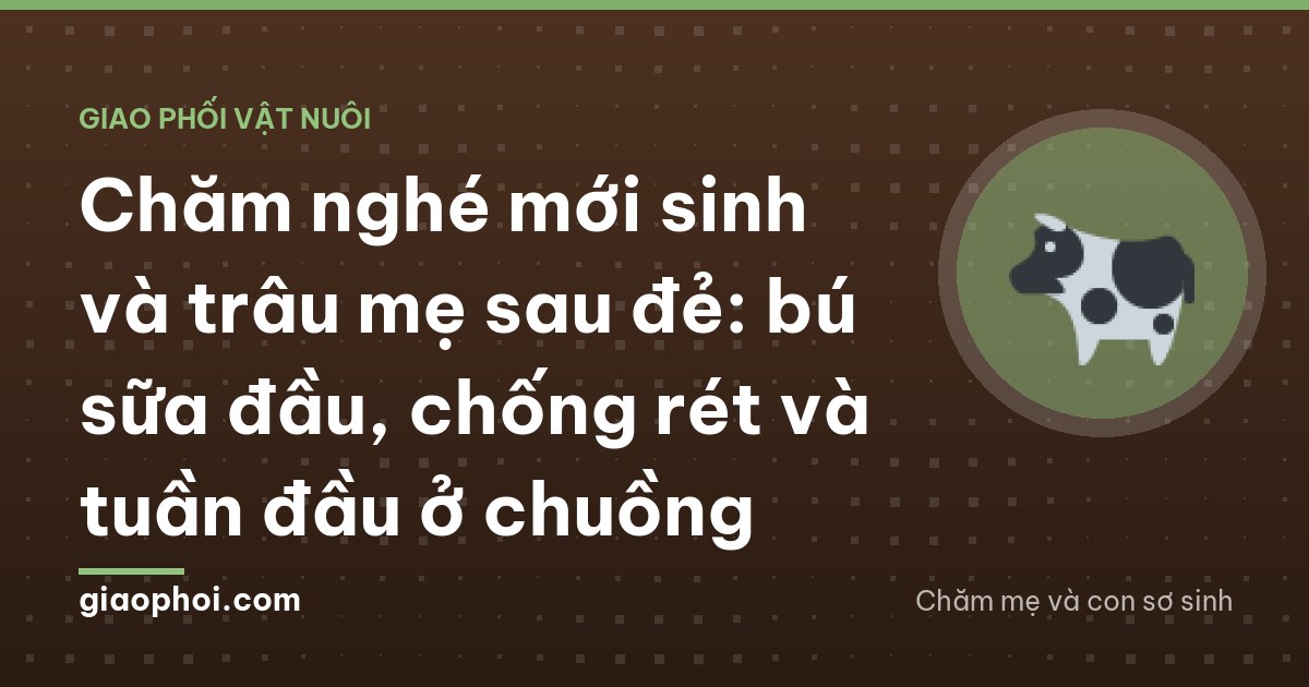 Chăm nghé mới sinh và trâu mẹ sau đẻ: bú sữa đầu, chống rét và tuần đầu ở chuồng